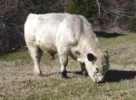 British White - COW BREEDS | DZROXIS JISHEBI | ძროხის ჯიშები